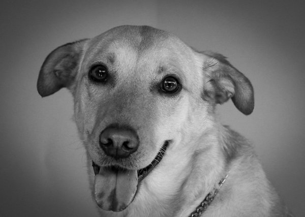 Top fontaines à eau pour chats en 2025 : notre sélection gagnante