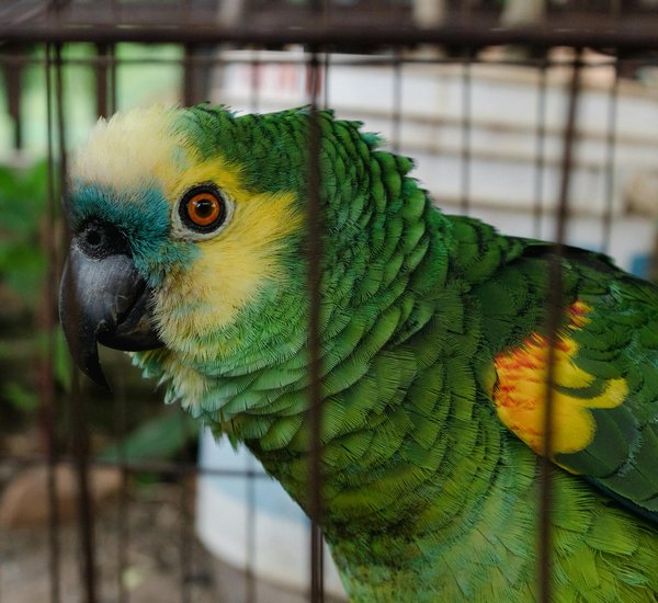 Les mythes et réalités sur les caméléons