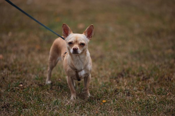 Les problèmes de santé courants du chat russe bleu