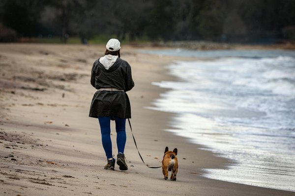 Cages pour chiens : pour quelles utilisations ?