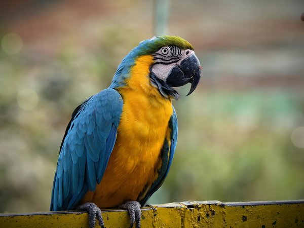 Chats angora et allergies : ce que vous devez savoir