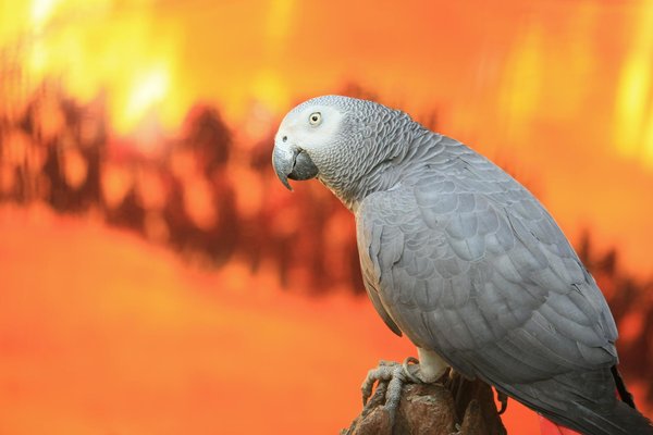 Les hyènes de Ngorongoro : un cas d'étude